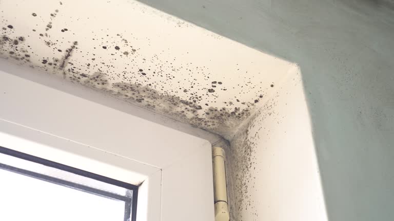 Best Commercial Mold Inspection  in Awendaw, SC